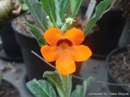 Image result for Pterodiscus aurantiacus