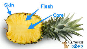 Can Dogs Eat Pineapple Five Rules You Should Know All Things Dogs All Things Dogs All png images can be used for personal use unless stated otherwise. can dogs eat pineapple five rules you