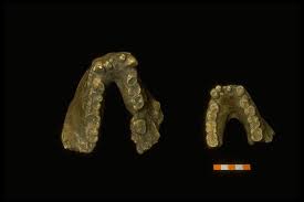* rank of the base stat of the gigantopithecus vs. Gigantopithecus Facts And Figures