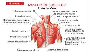 The rotator cuff is a collection of muscles and tendons that surround the shoulder, giving it support and allowing a wide range of motion. Diagram Of Left Shoulder Muscles The Shoulder Joint The Shoulder Muscles Include Skeletal Muscles That Are Attached To The Head Of The Humerus Which Performs Various Direct And Indirect Functions