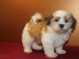 They tend to be quiet and absolutely love to play! Havanese Puppies For Sale Saginaw Mi 132425 Petzlover