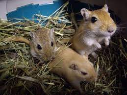 Wood Green Centre S Gerbil Care Gerbil Small Pets Rodents