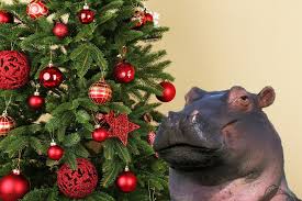 Hippopotamus For Christmas Meme Generator Imgflip