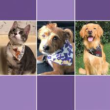 Personalized dog bandana handmade custom dog scarf cotton puppy kerchief. Personalized Dog Bandanas