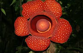 Pin On Rafflesia A L