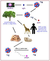 While 12 c is the most abundant carbon isotope, there is a close to constant ratio of 12 c to 14 c in the environment, and hence in the molecules, cells, and tissues of living organisms. à¤• à¤° à¤¬à¤¨ à¥§à¥ª à¤• à¤²à¤® à¤ªà¤¨ à¤ªà¤¦ à¤§à¤¤ Radiocarbon Or Carbon 14 Dating à¤®à¤° à¤  à¤µ à¤¶ à¤µà¤• à¤¶