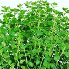 10over10 info herbs marjoram taste flavors marjoram is only one variety of over fifty types of oregano marjor herbs eggs and mushrooms english cuisine