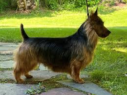 Australian Terrier Proportions - Showsight