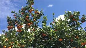 See more ideas about satsuma, mandarins, satsuma orange. This May Be Why Your Citrus Tree Drops Immature Fruit