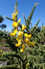 Image result for Adenocarpus