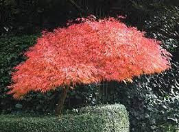 During spring, 'shirazz' delights with bright pink foliage that turns green. Dwarf Japanese Maples Nurseries Online