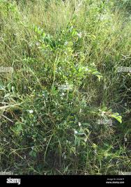 Image result for Baphia massaiensis