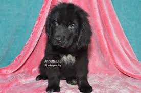 These newfoundland puppies located in indiana come from different cities, including, new haven. Litter Of 6 Newfoundland Puppies For Sale In Millersburg In Adn 69488 On Puppyfinder Com Gender Female Age 1 Newfoundland Puppies Puppies Puppies For Sale