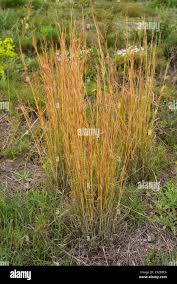 Image result for Hyparrhenia nyassae