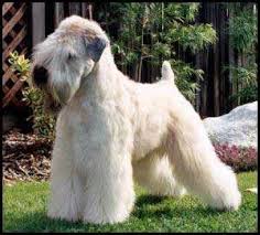 Pin By Astrid Nicolaisen On Must Love Dogs Soft Coated Wheaten Terrier Wheaten Terrier Wheaten Terrier Puppy