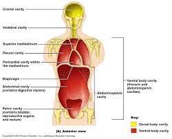 Spaces within the body which contain vital organs. Ch01 Body Cavity And Imaging Terms