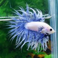Thai Import Male White Blue Full Mask Crowntail Betta Top Quality Ct Live Fish Betta Fish Care Betta Fish Betta