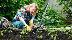 Plants do best when watered about three times a week, factoring in the rain. How Often Should I Water My Garden Chadwicks Building Plumbing Hire Diy