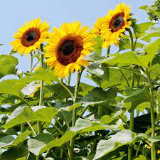 Its scientific name comes from the greek words helios (sun) and anthos (flower). Sunflower Seeds Titan Dobies