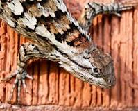 Image result for what does a spiny lizard eat