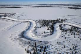 Image result for Crabbea nana