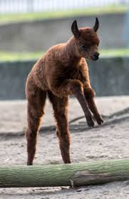 The lincoln park zoo in chicago has a baby camel named alexander camelton and he is 5 weeks old in this video. Baby Alpaca Snuggles Up At Zoo Berlin Zooborns