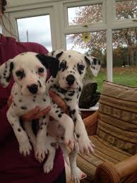 Akc dalmatian puppies for sale with 50% on all puppies. Dalmatian Puppies For Sale Austin Tx 171286 Petzlover