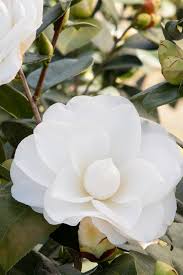 Swan Lake Camellia Monrovia Swan Lake Camellia In 2020 Camellia Monrovia Monrovia Plants