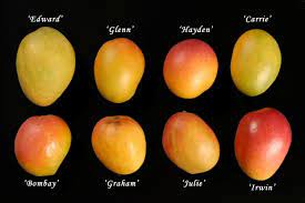 Its headquarters are located in northside, houston, texas. Hs2 Mg216 Mango Growing In The Florida Home Landscape