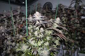 In 2014, kind led set out to prove once and for all that led fixtures were the future of horticultural lighting. Are Led Grow Lights For Marijuana Worth It 4 Spot On Things To Know