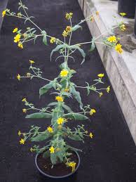 Image result for Guizotia scabra