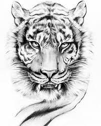 Tiger tattoo outline drawing stock illustrations. Pin On í˜¸ëž'ì´