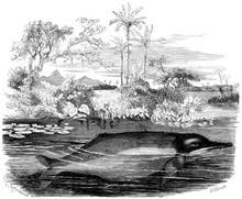 Pink dolphin clothing we are a group of very environmental conscious designers who are passionate about protecting our nature and especially this special rare sea creature. Amazon River Dolphin Wikipedia