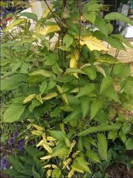If the air is too dry, cover the plants with a ziplock bag. Clematis Vine Yellow Leaves Theeasygarden Easy Fun Fulfilling Gardening