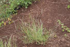 Image result for Chloris mossambicensis