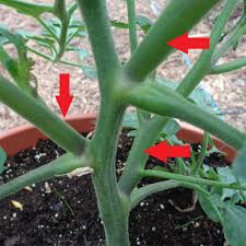 Le premier à 30 centimètres du sol, le second à 30 centimètres du premier, et le troisième on met les tomates en place dans un carré du jardin, quand on en fait une planche spéciale, on la paille avec soin. Le Tuteurage Des Tomates Voici Une Astuce De Pro Jardin D Essai