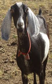 Black And White Goat Breeds Black White Goat Nubian Goat Goats Goats For Sale