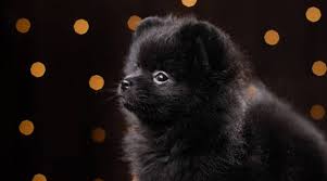 Three newborns can be held in the palm of one's he is a purebred black mismark pomeranian. Black Pomeranians History Genetics Pictures More