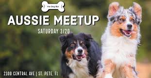The dog bar in charlotte, nc is the place to bring fido in the queen city. Aussie Meetup Dog Bar St Pete Saint Petersburg 20 March 2021