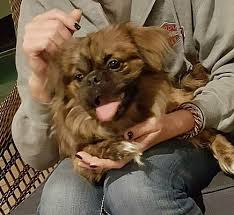 Spca tampa bay has cared for pinellas county's homeless pets for more than 75 years. Tampa Fl Pekingese Meet Chewy Po Cv A Pet For Adoption