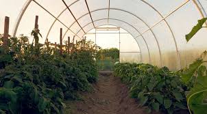Make the front and the back of the wood greenhouse likewise. Build Your Own Greenhouse Carolina Country