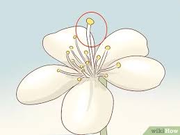 Check spelling or type a new query. 3 Ways To Identify Cherry Trees Wikihow