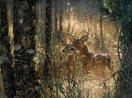 Free for commercial use no attribution required high quality images. Free Deer Wallpapers Wallpaper Cave