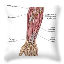 The fcr tendon is one of two tendons that bend the wrist. Anatomy Of Human Forearm Muscles Deep Throw Pillow For Sale By Stocktrek Images