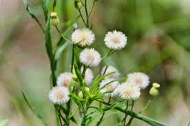 Image result for Conyza limosa