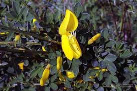 Image result for Argyrolobium vaginiferum