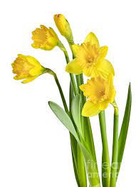 Daffodil Daffodil Flower Yellow Daffodils Yellow Flower Art