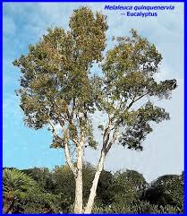 Image result for Melaleuca quinquenervia