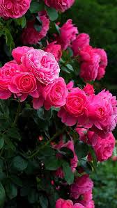 Nature Wallpaper Iphone Flowers Rose Seja Como Flor Papel De Parede Flores O Poder Das Flores