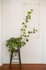 Marvelous Indoor Vines And Climbing Plants Decorations 21 Indoor Vines Indoor Climbing Plants Wall Climbing Plants